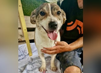 Lara, kleine Maus sucht wieder Liebe