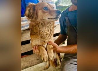 Kleine Leni sucht ein liebevolles Zuhause