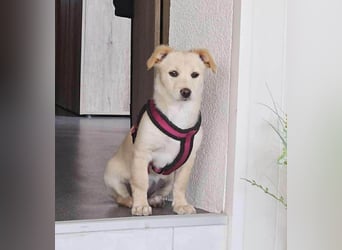 Supersüße kleine Bella sucht ihr Für-immer-Zuhause