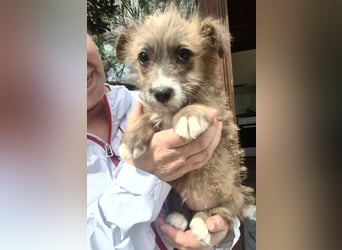 Milly sucht ihr großes Glück