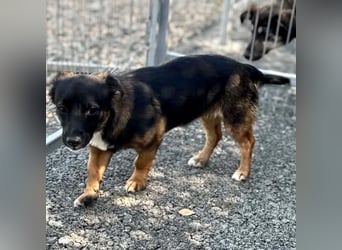 Lila – kleines Hundemädchen möchte endlich ankommen