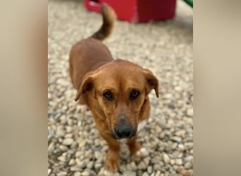 Sanfter Schmuser Wally sucht sein Zuhause