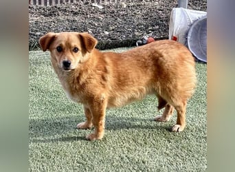 Junghund Milo sucht seine Menschen