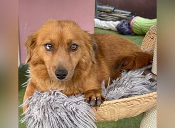 Katzenverträgliche , kleine Zoe