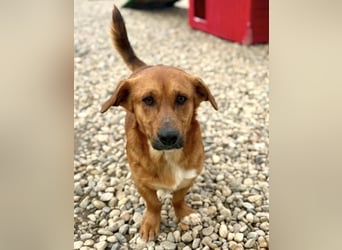 Sanfter Schmuser Wally sucht sein Zuhause