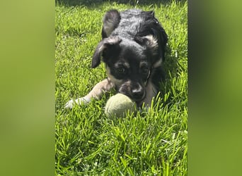 Kurti - Welpe sucht liebevolles Zuhause