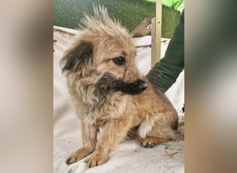 Sanfte kleine Alva sucht ihr Glück