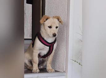 Supersüße kleine Bella sucht ihr Für-immer-Zuhause