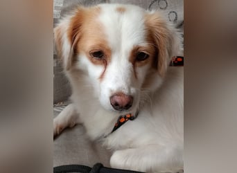 Katzenverträgliche, verschmuste kleine Elli sucht ländliches Zuhause