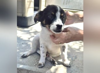 Angelo – kleiner Herzensbrecher sucht seine Familie