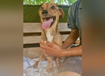 Souly, kleine Kämpferin sucht ihr Glück