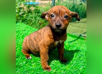 Nisha, kleines Mädchen sucht ihr großes Glück