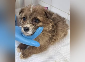 Milly sucht ihr großes Glück