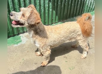 Carino – kleiner Herzenshund sucht seine Menschen