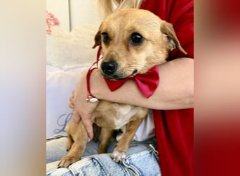 Katzenfreundliches Mini Mäuschen Stella