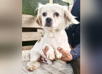 Ulli - entspannter Familienhund zum Verlieben