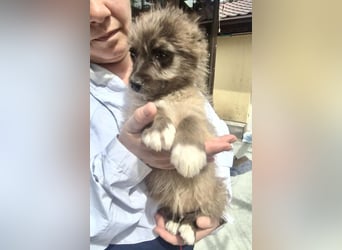 Jury sucht seine Menschen