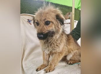 Sanfte kleine Alva sucht ihr Glück