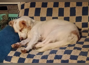 Katzenverträgliche, verschmuste kleine Elli sucht ländliches Zuhause