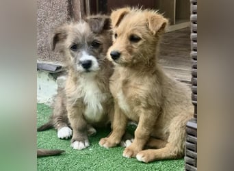 Milly sucht ihr großes Glück