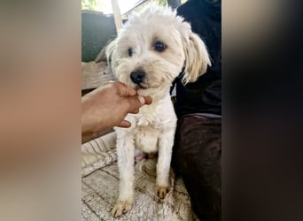 Snoopy – kleiner Gute-Laune-Hund sucht sein Glück
