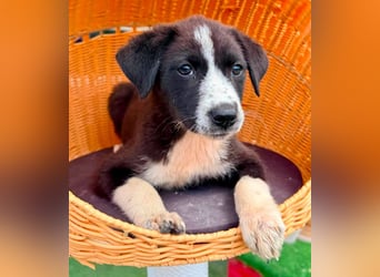 Nele, kleine Herzensmaus sucht ihr Glück