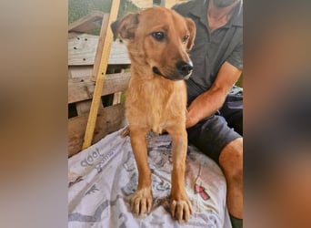 Perry, kleiner Schatz sucht wieder ein Zuhause