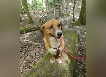 Kuschelmaus Tapsy sucht ihr Glück