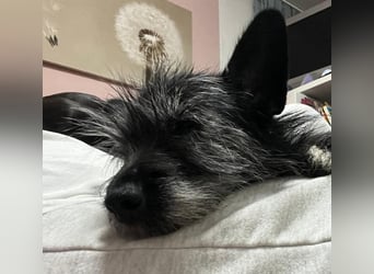 Fröhliche Terrier-Mix-Hündin Finja sucht liebevolles Zuhause