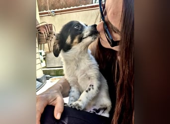 Angelo – kleiner Herzensbrecher sucht seine Familie