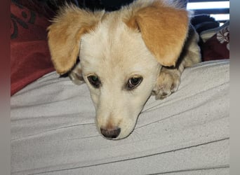 Supersüße kleine Bella sucht ihr Für-immer-Zuhause