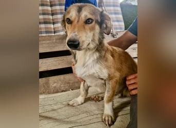 Leroy, ein sanfter kleiner Schatz sucht sein großes Glück.