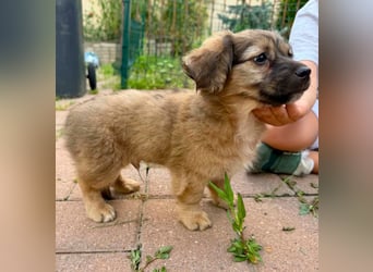 Kleinbleibender Tyler sucht sein großes Glück