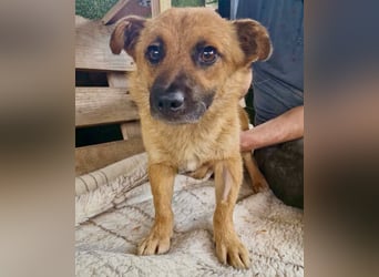 Kleiner Thor sucht sein großes Glück