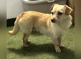 Kleines, zartes Männlein Justus