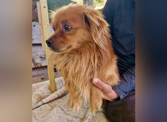 Bailey – kleiner Sonnenschein sucht sein Glück