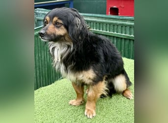 Zuckersüßes Mini Männlein Bailey