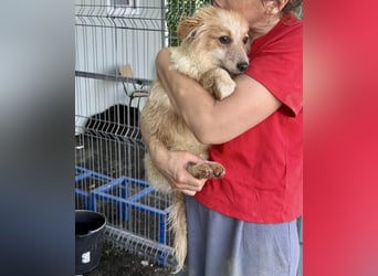 Lani – kleines Hundekind auf der Suche nach Geborgenheit