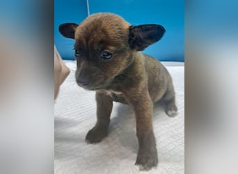 Nisha, kleines Mädchen sucht ihr großes Glück