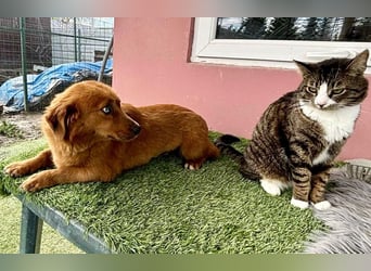 Katzenverträgliche , kleine Zoe