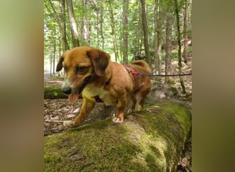 Kuschelmaus Tapsy sucht ihr Glück
