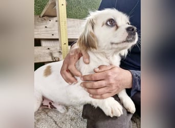 Ulli– kleiner Herzensbrecher sucht sein Glück