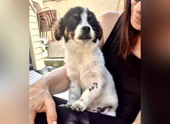Angelo – kleiner Herzensbrecher sucht seine Familie