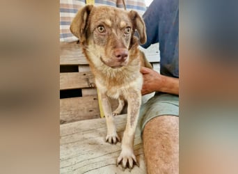 Sanfte Bambi sucht Menschen, die ihre Seele heilen