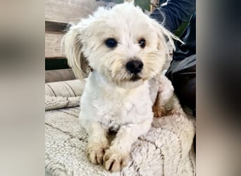 Snoopy – kleiner Gute-Laune-Hund sucht sein Glück