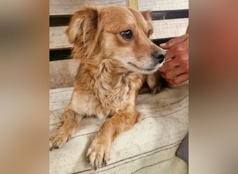 Kleine Leni sucht ein liebevolles Zuhause