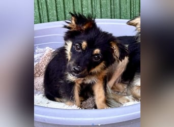 Mila – kleines Zuckerpüppchen sucht ihre Familie