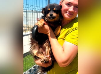 Kleiner Tyago sucht sein großes Glück