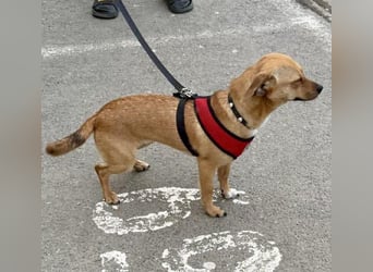 Katzenfreundliches Mini Mäuschen Stella