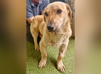 Chaplin – kleiner Hundemann sucht sein großes Glück